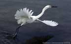 white morph reddish egret