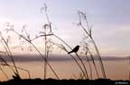 Bird silhouetted against an ocean sky.