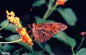 Gulf Fritilary butterfly