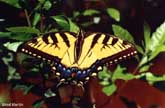 Tiger swallowtail