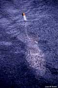 Manatee with tracking device.