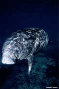 Manatee - old timer?