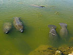 Manatee Overlook - Merritt Island NWR
