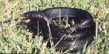 Indigo snake