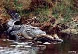 Alligator
