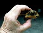 Gopher Tortoise - very young.