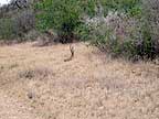 Rattlesnakes mating #1