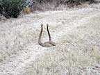 Rattlesnakes mating #5