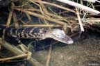 Young alligator emerging from the murky swamp.